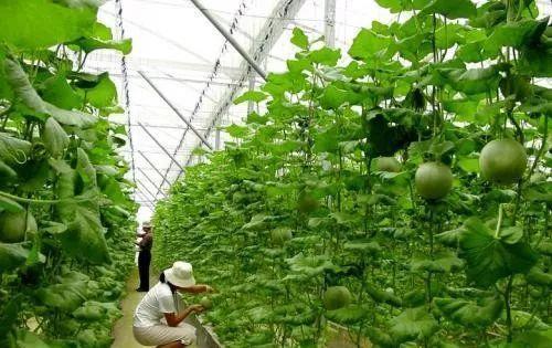 同时,生物农业强调利用生物技术手段改造和提升农业品种和农产品